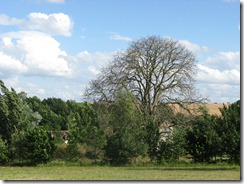 The Cherry Tree