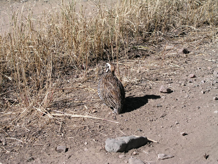 Rancho%20Aribabi%2010-31-09%20041.jpg