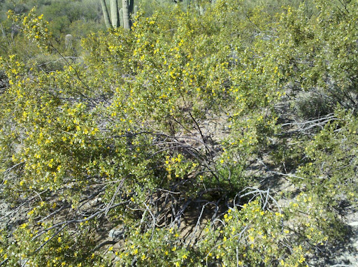 creosote tree