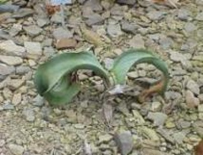 Welwitschai-mirabilis-two-leaves-plant Welwitschai-mirabilis-two-leaves-plant