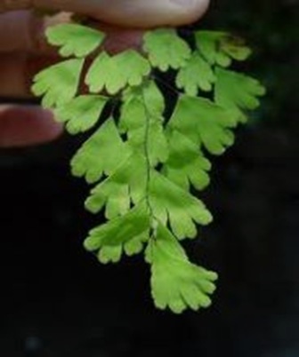 Adiantum-Maiden-hair-fern Adiantum-Maiden-hair-fern