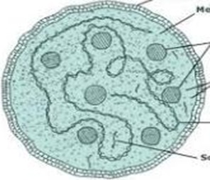 Mycoplasma-pplo