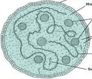 Mycoplasma-pplo Mycoplasma-pplo