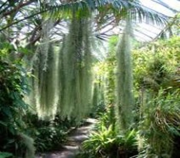 Tillandsw-usneoids Tillandsw-usneoids