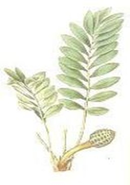 Zamina-pygmea-smallest-gymnosperm Zamina-pygmea-smallest-gymnosperm