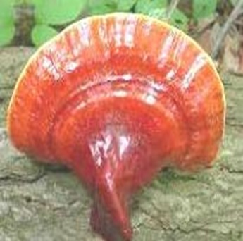 Ganoderma-largest-fungi Ganoderma-largest-fungi