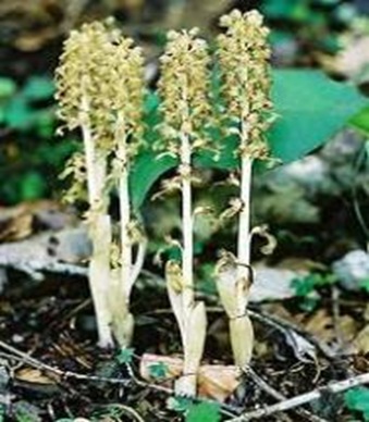 Neottia-saprophyte Neottia-saprophyte