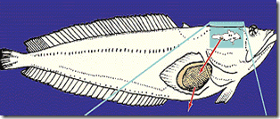 Sound-fish-Malapterurus Sound-fish-Malapterurus