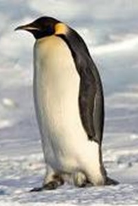 Apteno-dytesforsteri-Deepest-Diver-bird Apteno-dytesforsteri-Deepest-Diver-bird
