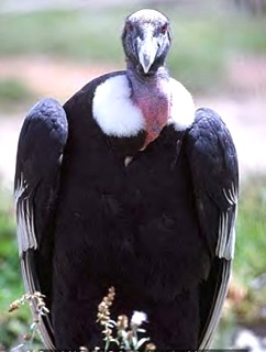 Vulture gryphus-Heaviest Bird of Prey