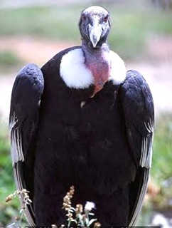 Vulture gryphus-Heaviest Bird of Prey Vulture gryphus-Heaviest Bird of Prey