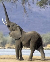 elephan-sharp-memory elephan-sharp-memory