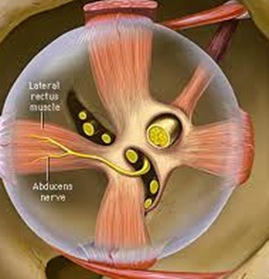 Abducens-Smallest-Cranial-Nerve