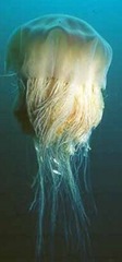 Cyanea-largest-jellyfish