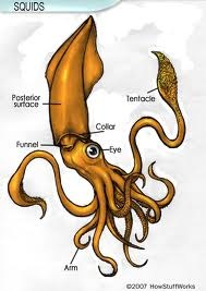 [largest-eye-Squid[12].jpg]
