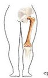 Femur-largest-bone