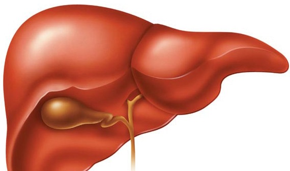 [Liver-largest-gland[7].jpg]