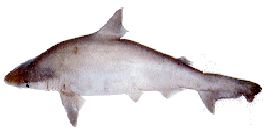 Scoliodon-viviparous-fish