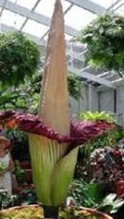 Amorphophallus-largest-infloresence