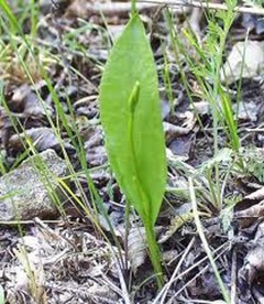 Ophioglossum-maximum-chromosome-number