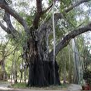 Ficus bengulensis-larges-spreading-plant