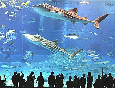 Largest-Aquarium-in-world