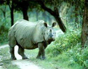 rhino-Kaziranga_National rhino-Kaziranga_National