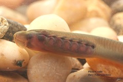 Ammocoete-larvae