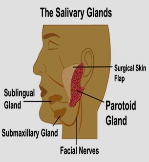 Parotid glands
