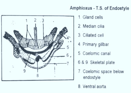 [Endostyle-Amphioxus[27].jpg]