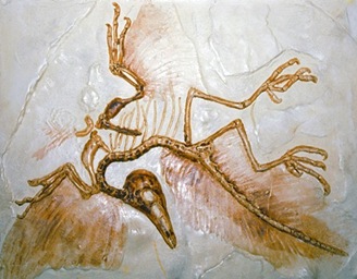 Archaeopteryx-connectinglink