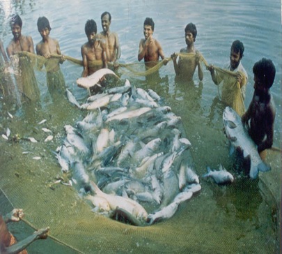 fish-culture