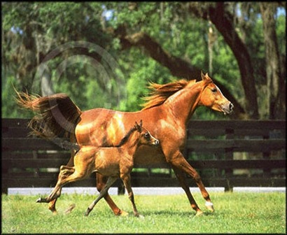 horse-breeding