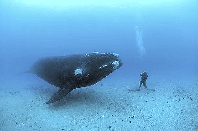 [blue-whale-largest-animal[12].jpg]