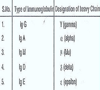 iimmunoglobulin-types
