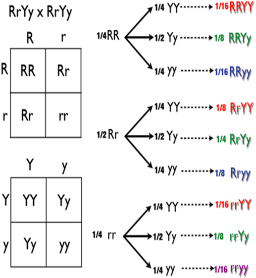 dihybrid-cross-genotype
