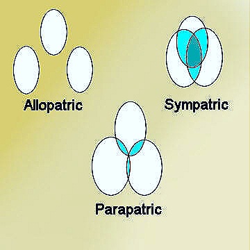 [allopatric-parapatric-speciation[19].jpg]