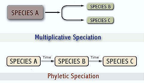 [Phyletic-Quantum-speciation[16].jpg]