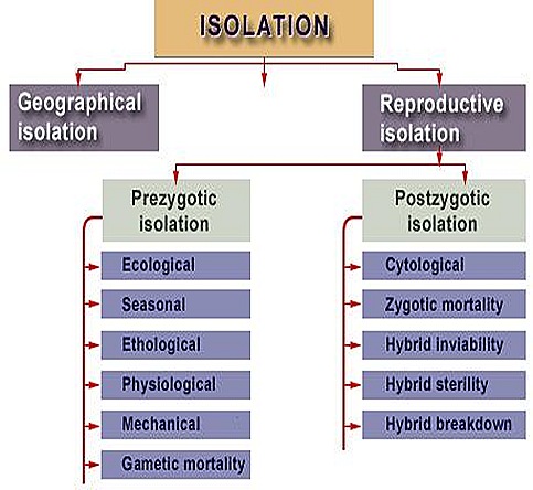 isolation-geographical-evolution