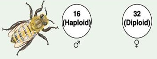haploid-diploid-sex-determination