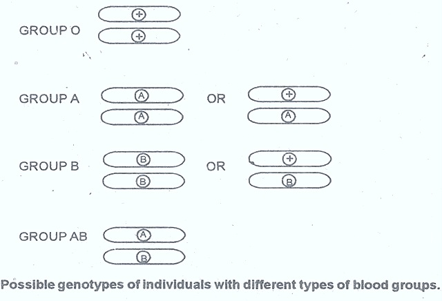 [blood-groups-genotypes[21].jpg]