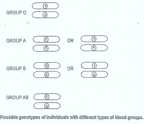 blood-groups-genotypes