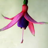 2007%2011%2016%20fuchsia%20%27maria%20landy%27-1