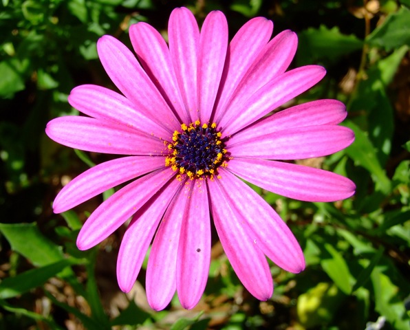 [purple daisy[3].jpg]