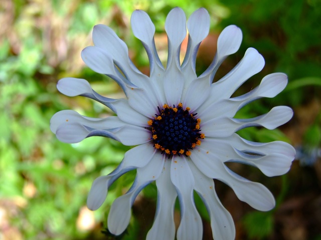 [white daisy a[3].jpg]