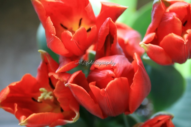 [tulipbirdseye[11].jpg]