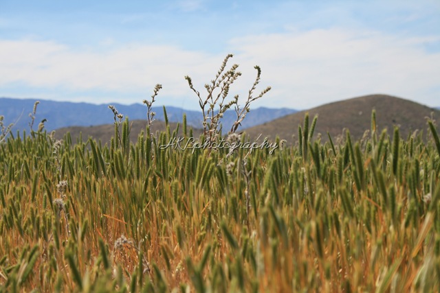 [grass mountain in distant[9].jpg]