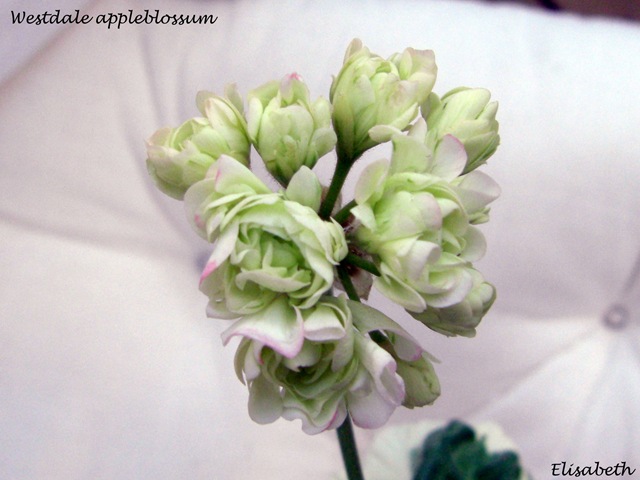 [Pelargoner 09 007[4].jpg]
