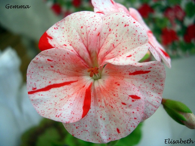 [Pelargoner  juni 09 022[3].jpg]