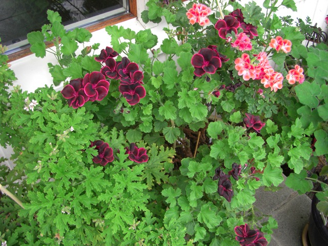 [Blomsterihavenjuli090313.jpg]